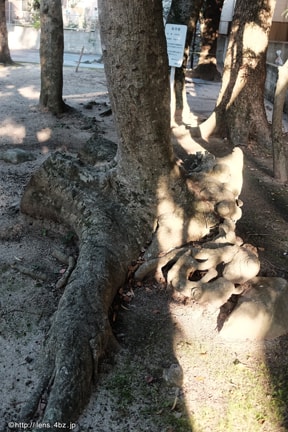埴安神社の樹の盛りだした根っこ