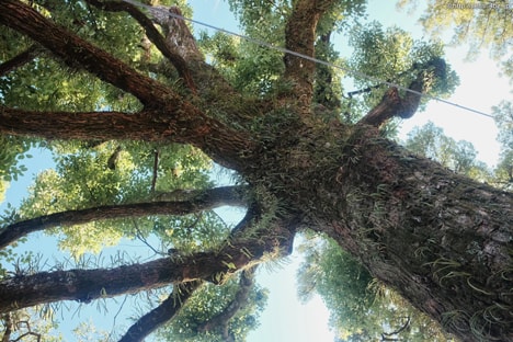 埴安神社　保存樹　くすのき