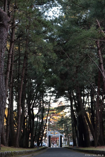 松林の間の参道からの壱岐神社鳥居