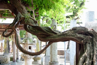賀茂神社のうねった木
