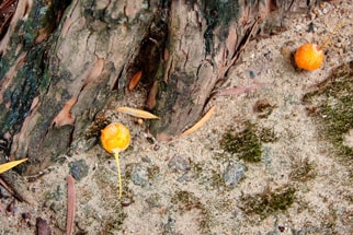 賀茂神社の地面に落ちた木の実2