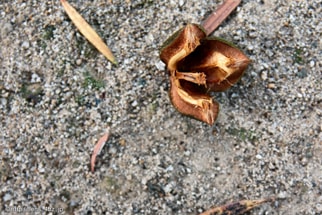 賀茂神社の地面に落ちた木の実1
